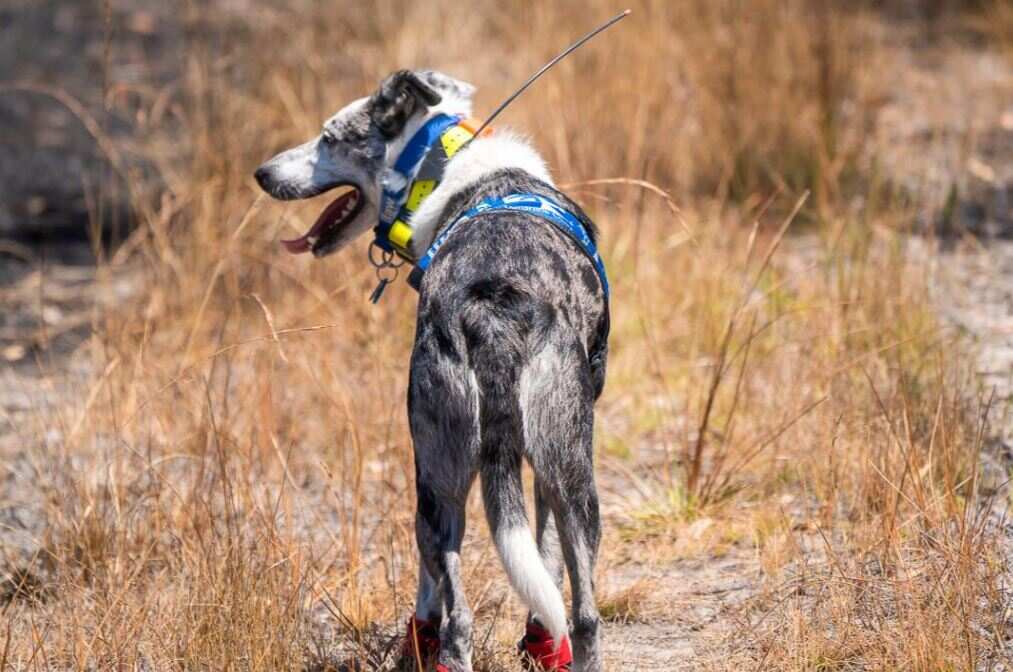 Bear undergoing training in Queensland in November, ahead of the horror fire season.