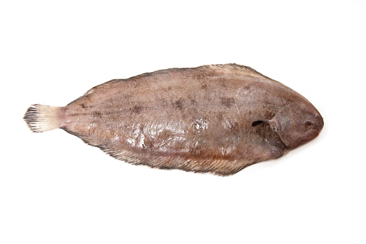 Dover sole fish isolared on a white background.