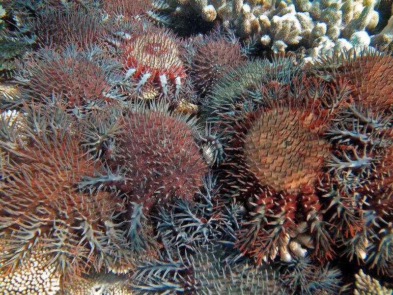 Crown-of-thorns starfish