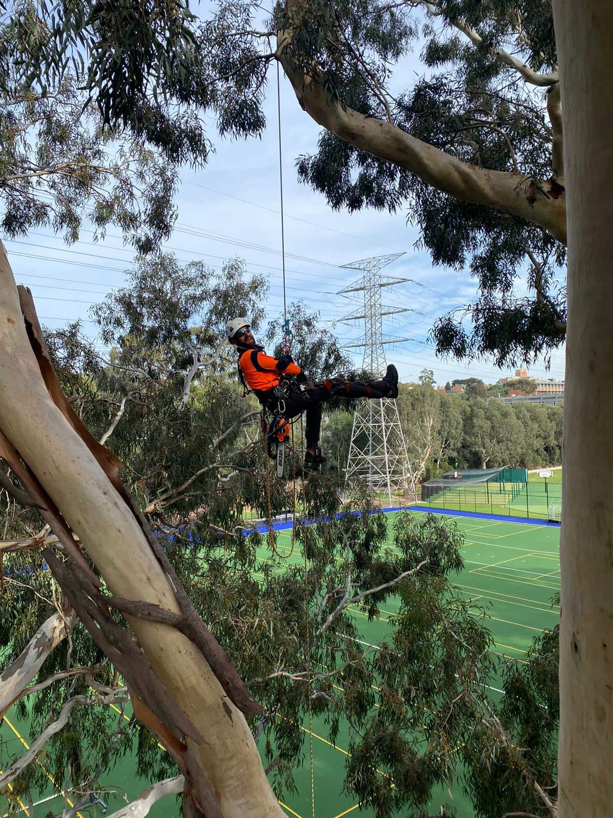 Il tree climbing permette agli arboristi di potare i solo il necessario, senza danneggiare la pianta.