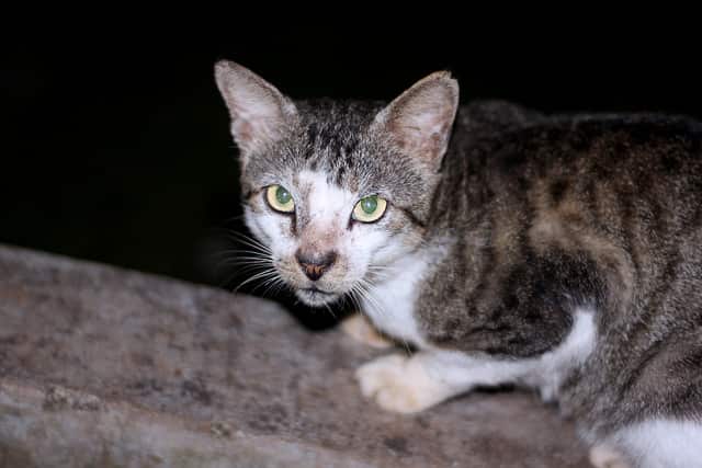 World's longest cat-proof fence 