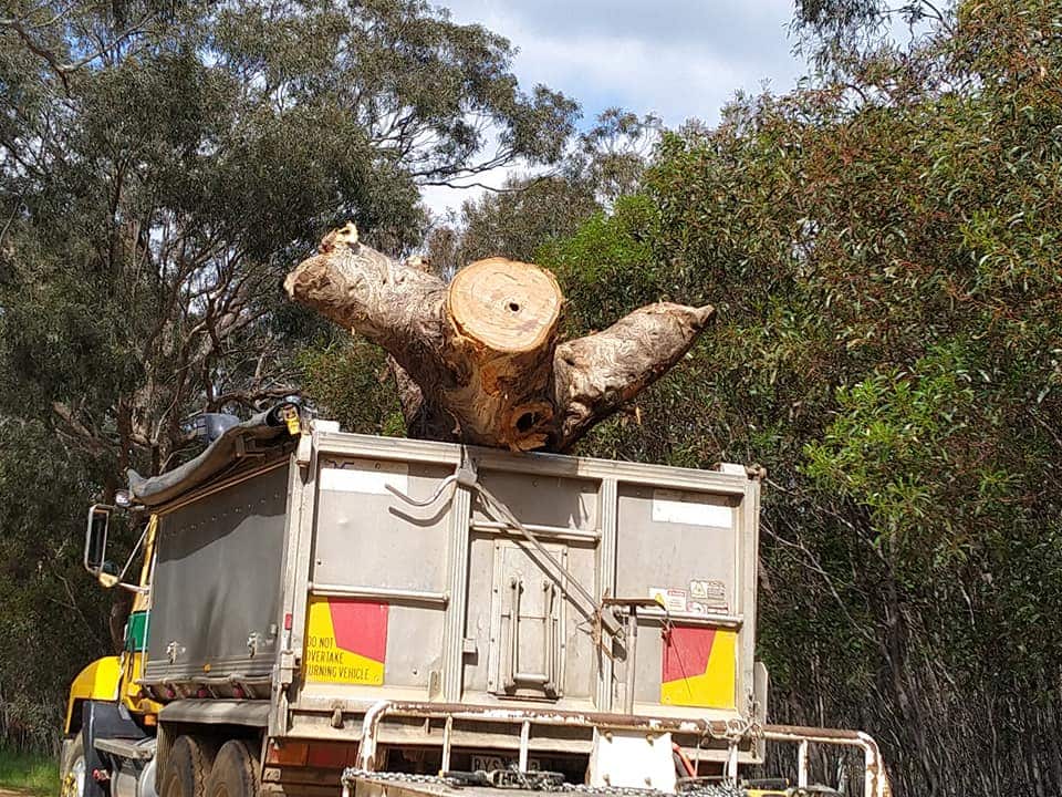 A tree is removed from the protest site. 