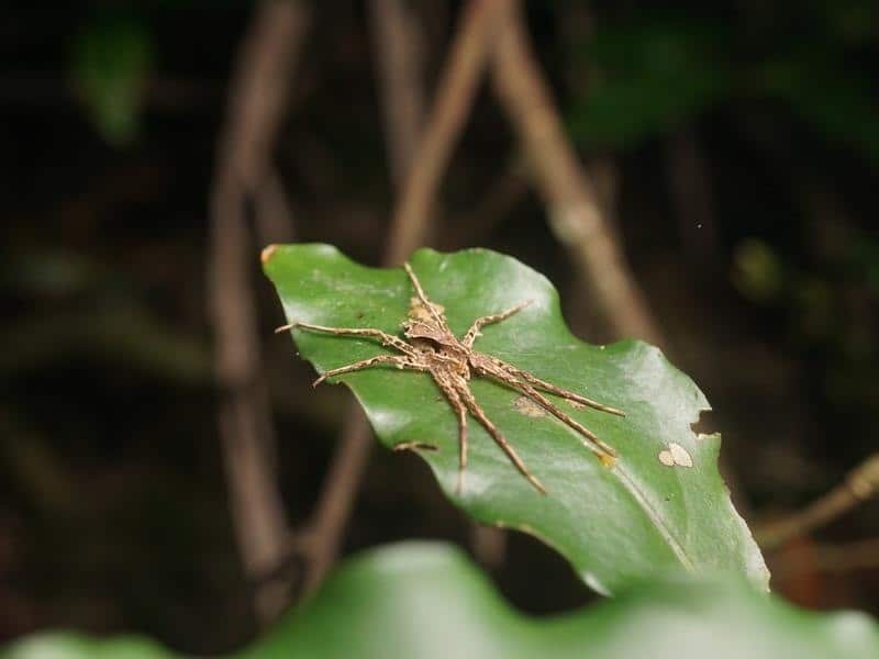 Newly-discovered spider Ornodolomedes benrevelli on a leaf