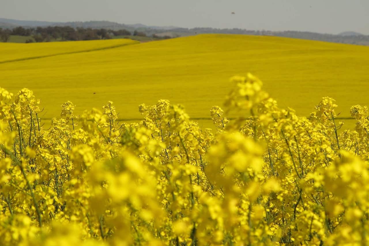 Canola field