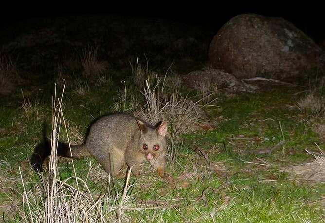 ตัวพอสซัมอาจมีส่วนนำพาให้เกิดการติดเชื้อโรค เอ็ม อัลเซอรานส์ M. Ulcerans
