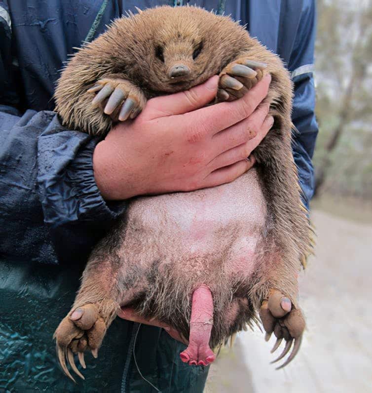 No subestimes al equidna.