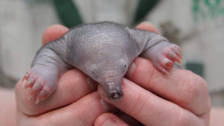 Cría de Echidna de unas cuatro semanas de edad. 