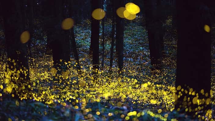 Fireflies