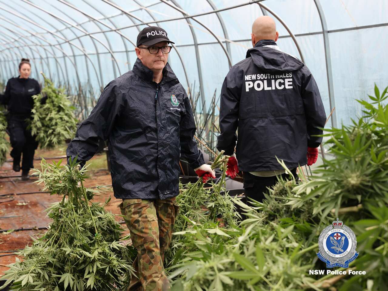 About 90,000 square metres of land has been illegally cleared at this property to make way for more than 20 greenhouses containing cannabis plants.