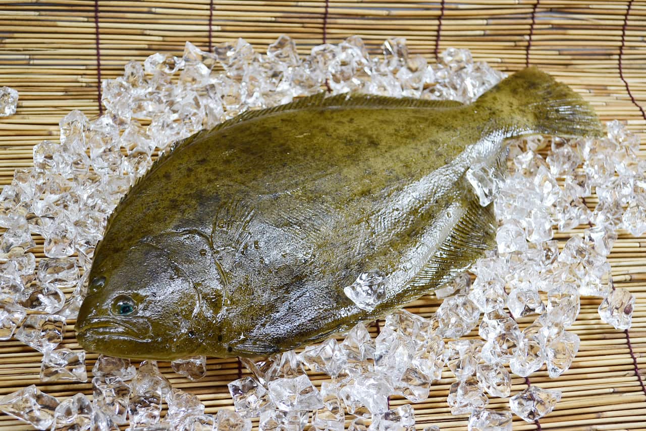 Flatfish