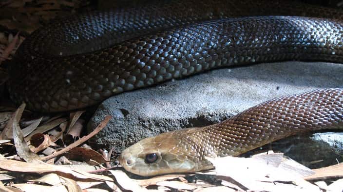 Taipan