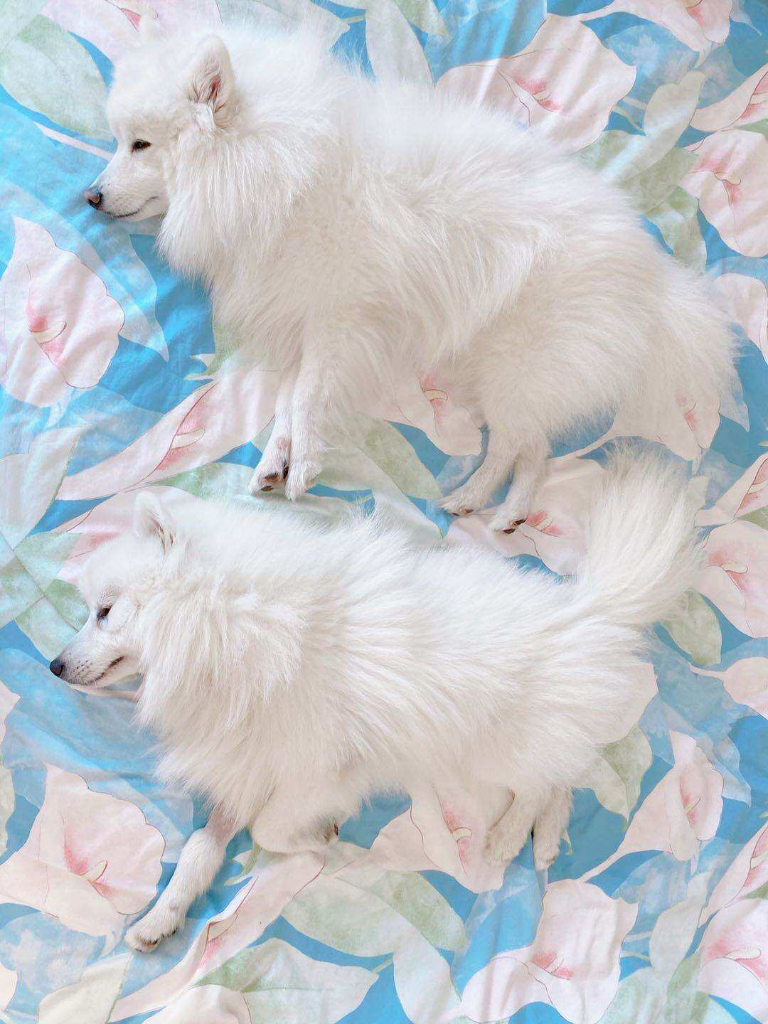 Fluffin, a blind Japanese spitz