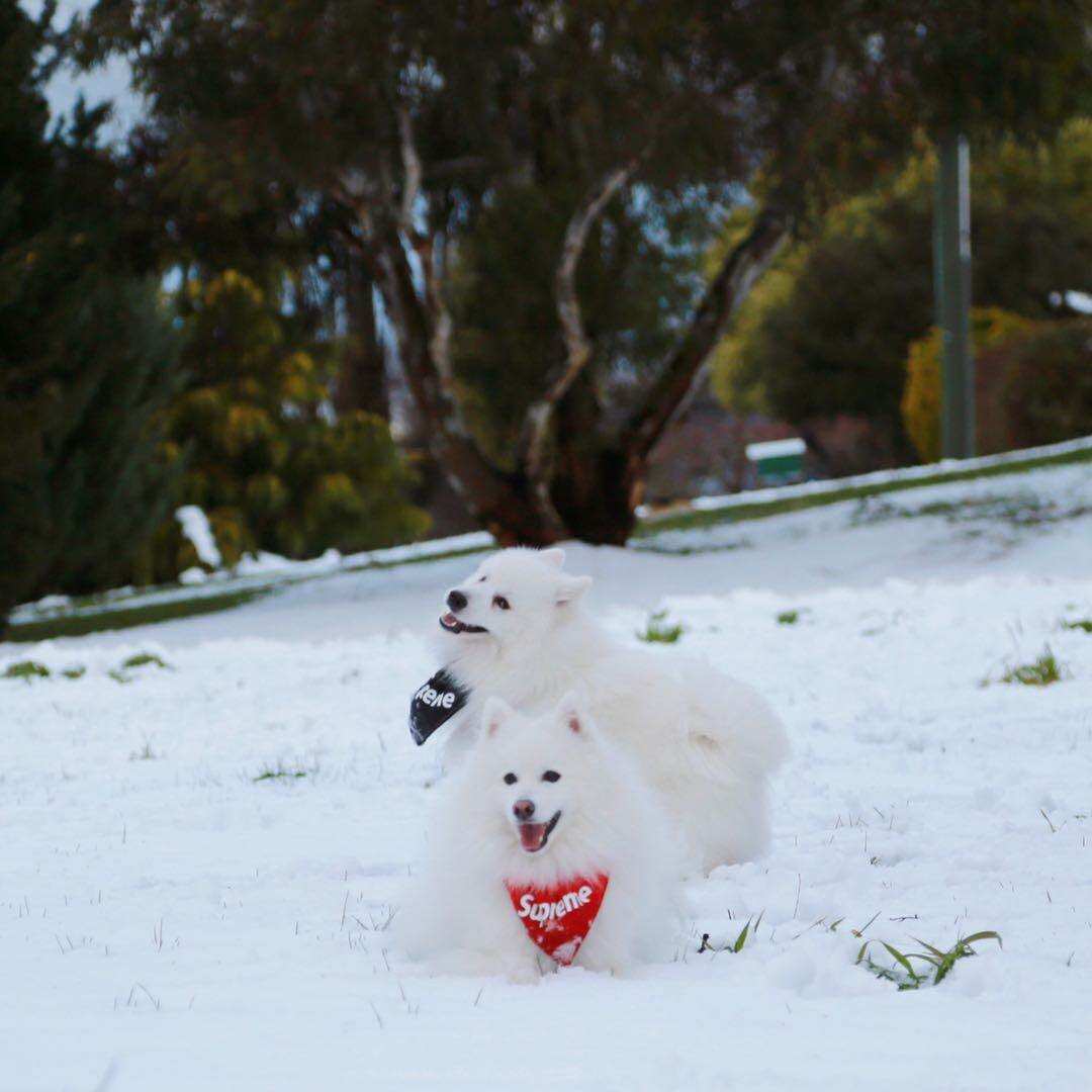 Fluffin, a blind Japnese spitz