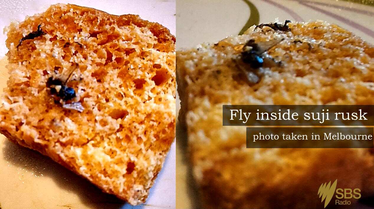 Fly inside rusk