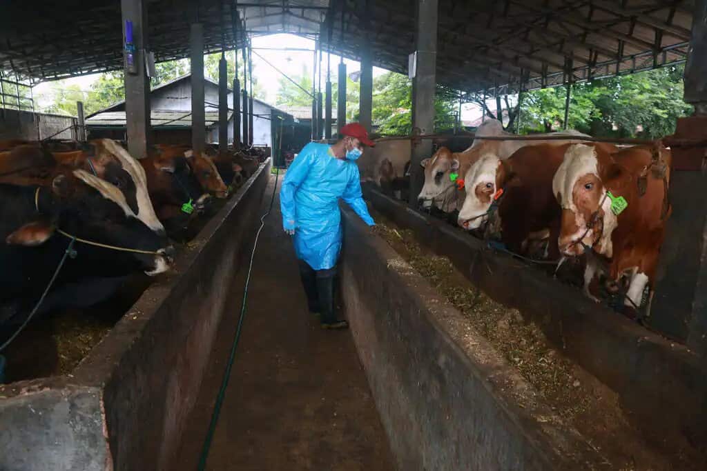 A man inspects cattle in Lampung province, Indonesia.