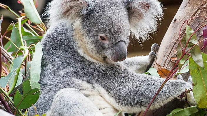 koala has been spotted in kosciuszko national_park