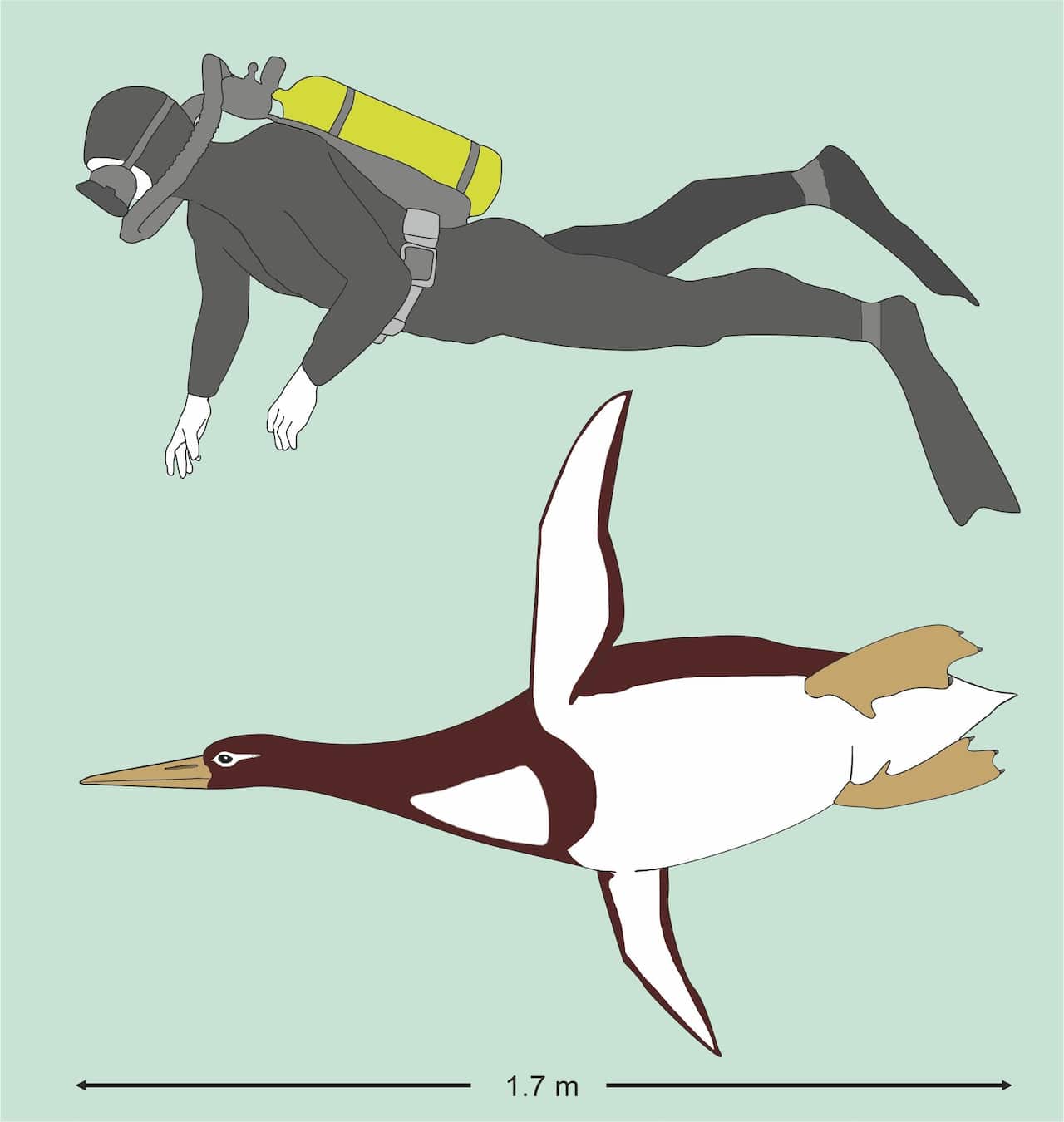 Fossil penguin compared to human, illustration Gerald Mayr.