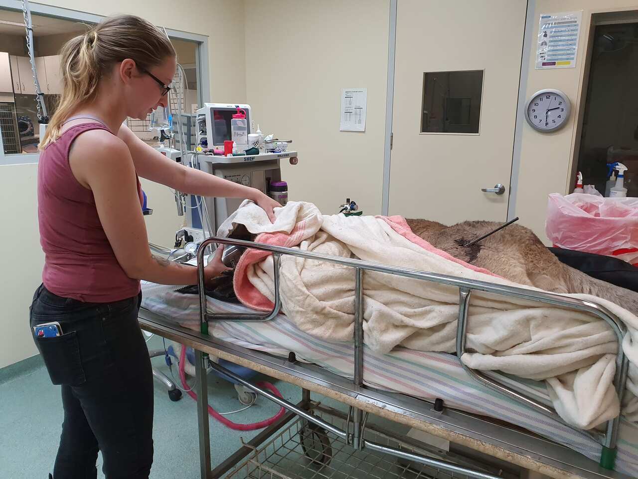 Sarah, one of the rescuers, helps prepare the kangaroo for surgery. Photo Paul Jones