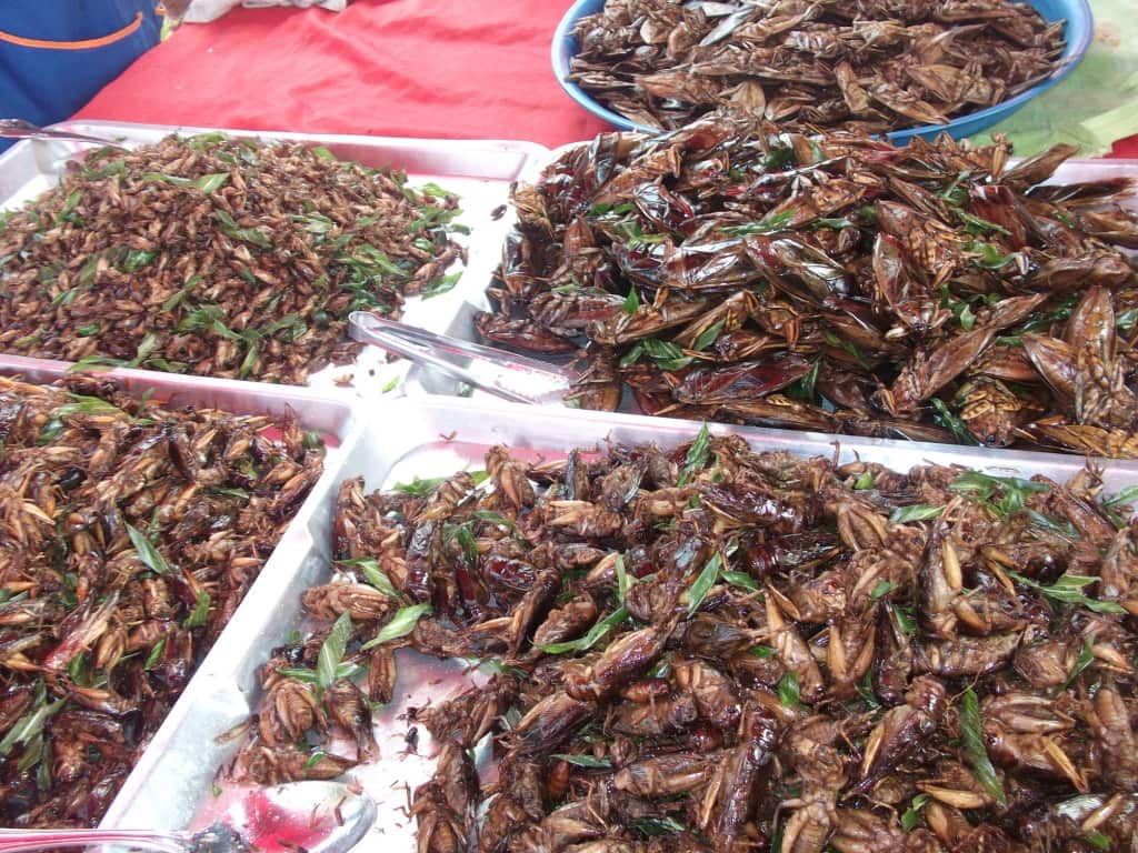 Image of fried insects