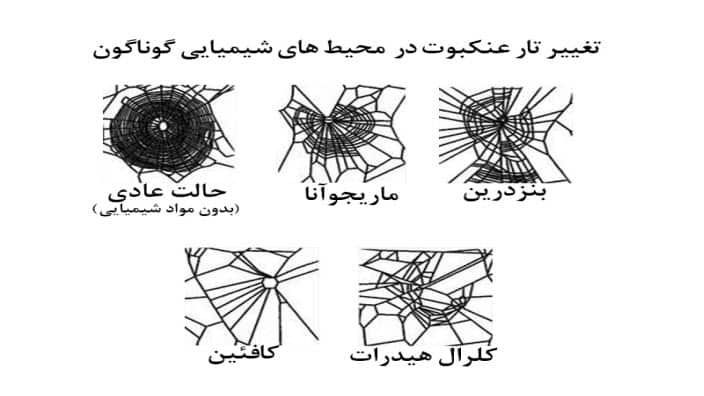 تغییر تار عنکبوت در محیط های شیمیایی - طراحی تصویر: امیرعلی جلالی فراهانی
