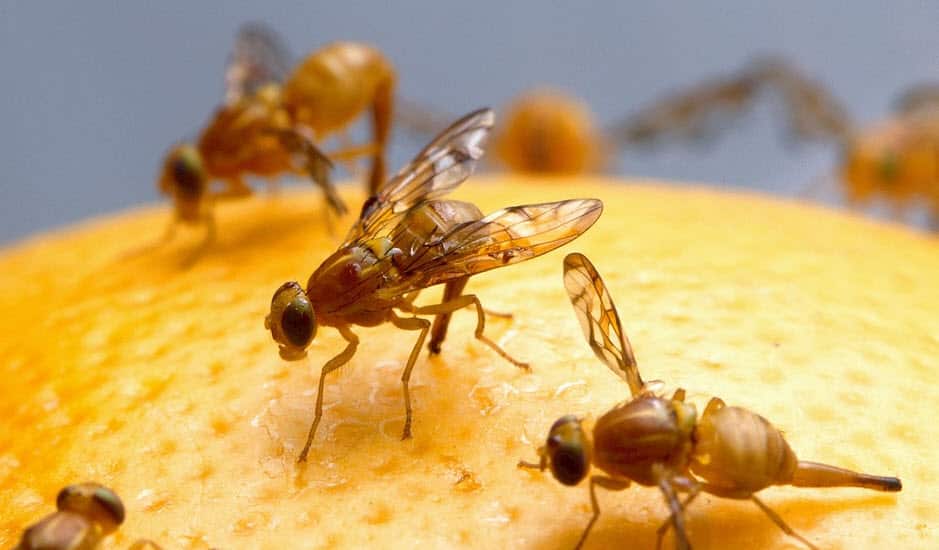 Fruit fly