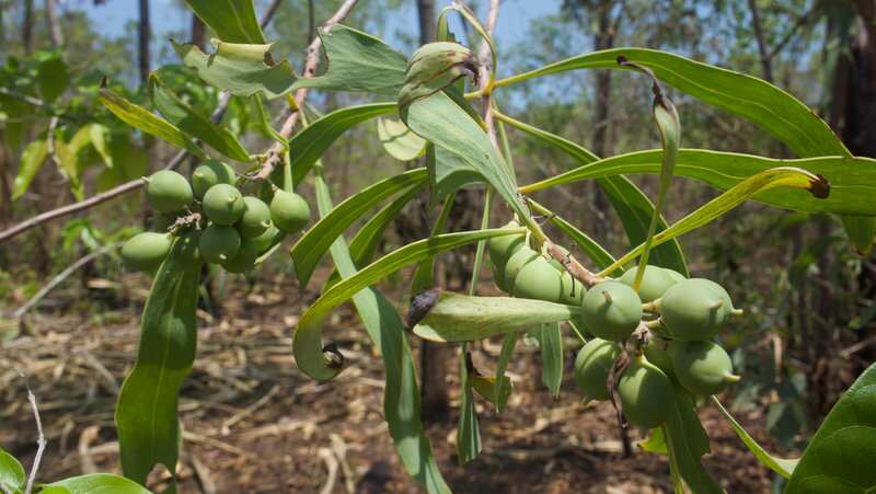 Fruiting persoonia falcata (milky plum)