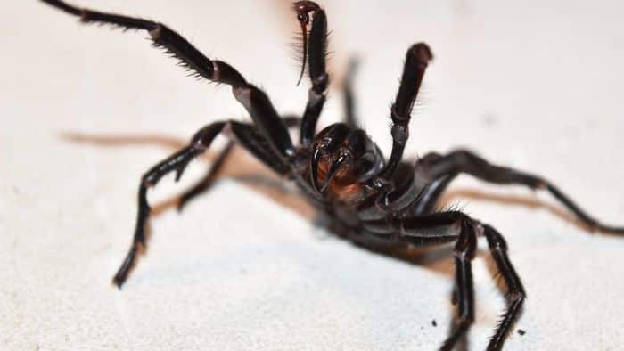 funnel web spider