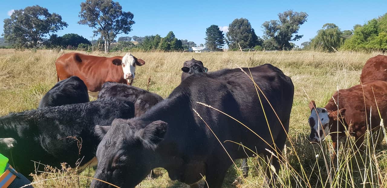 Cow farm owned by GSPSS, in Lyndhurst, New South Wales (cow is respected as a sacred animal in Hindu culture).