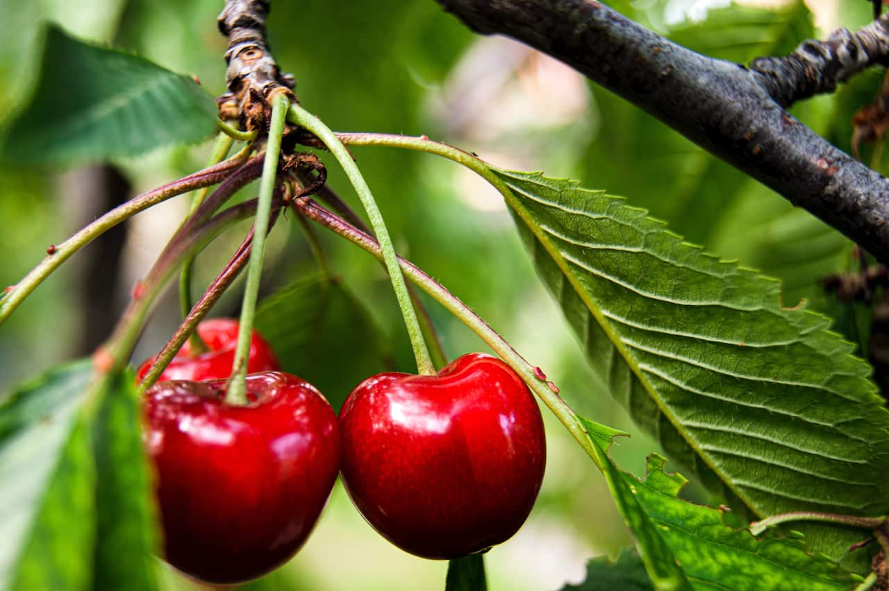 Two ripe cherries on the cherry tree