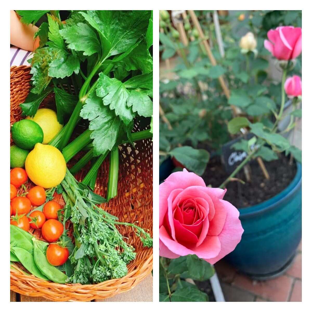 Bonnie的园子里既有花也有漂亮的蔬果