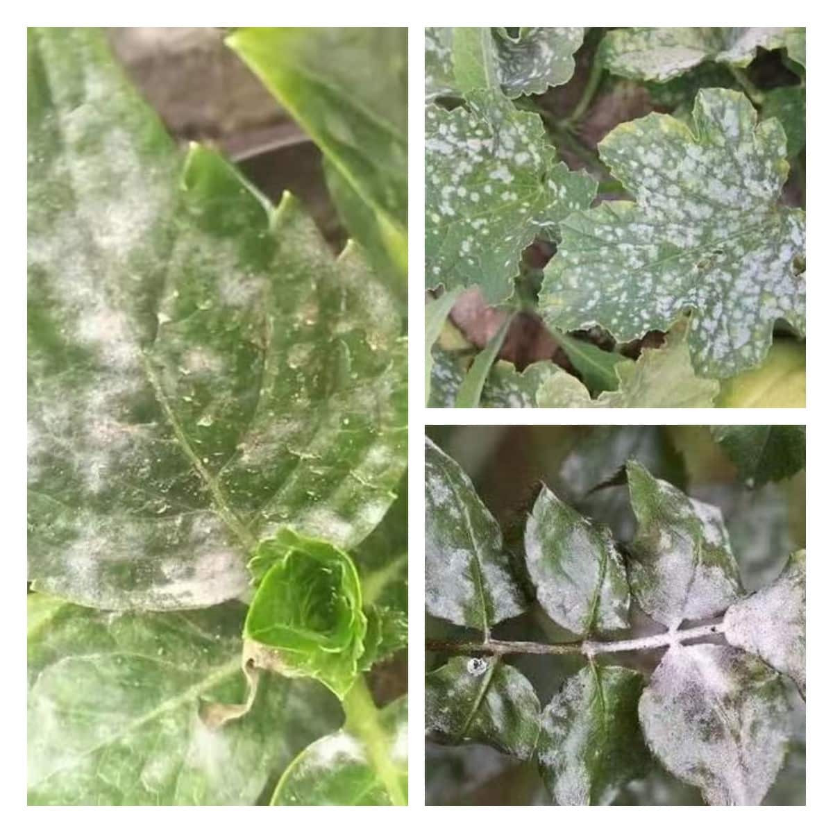 南瓜、绣球和苹果的白粉病