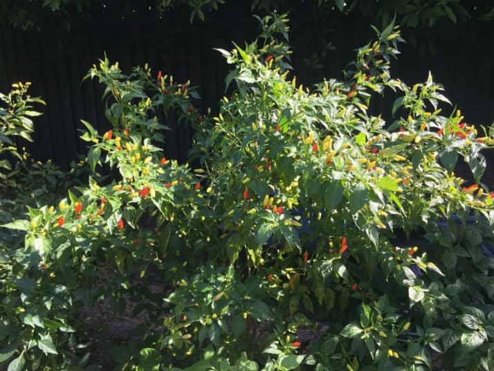 Lily Nguyen's garden