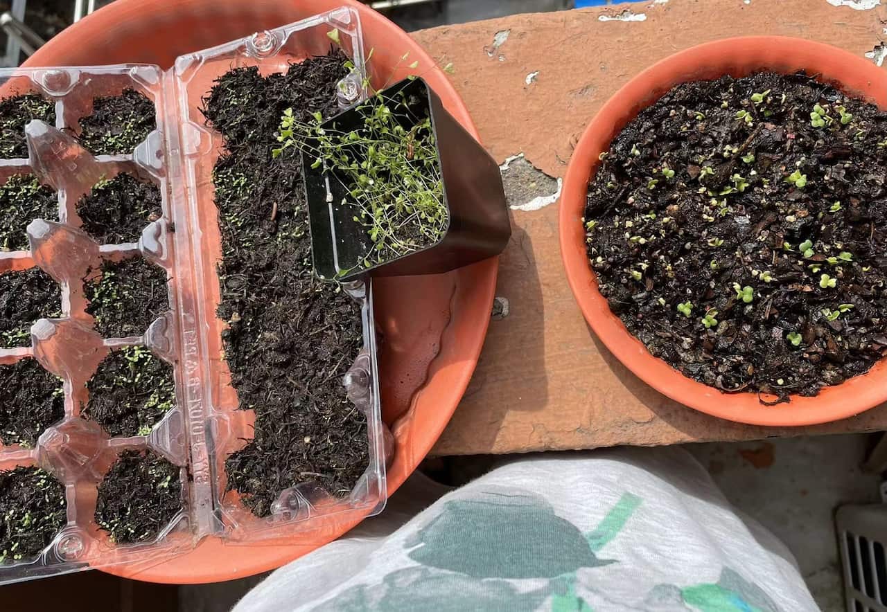 A Shanghai resident has turned to gardening on her balcony to deal the mental pressures of being in lockdown.