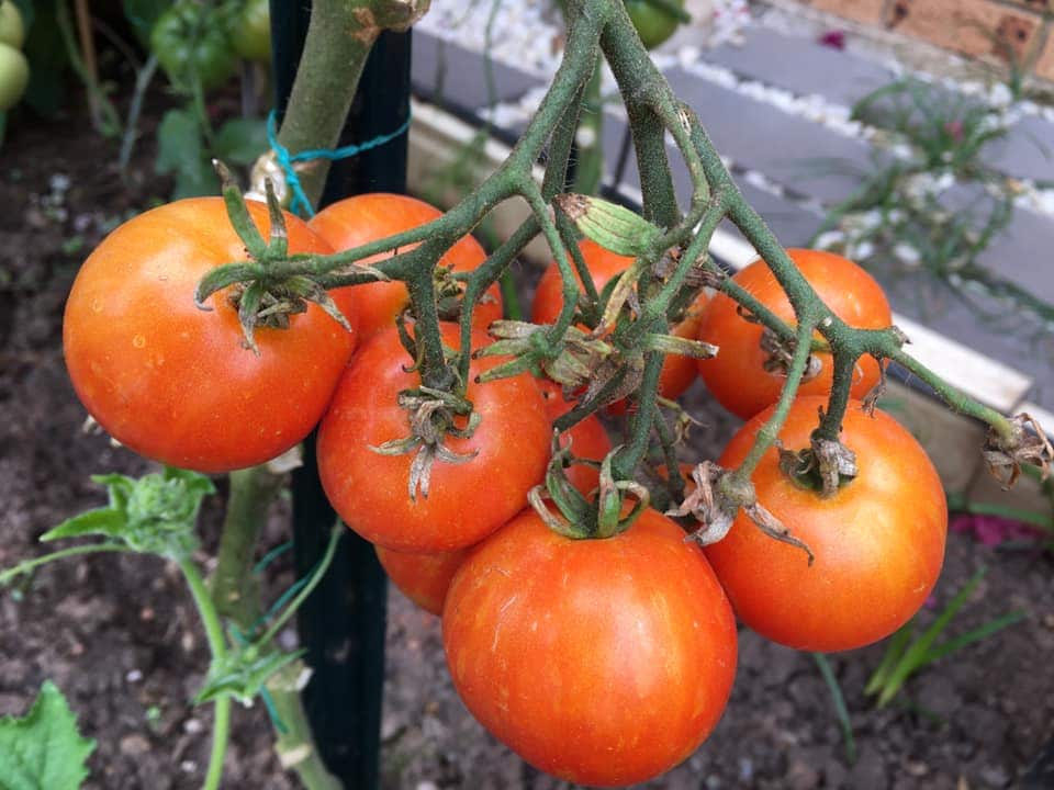 Gardening in Australia, tomatos