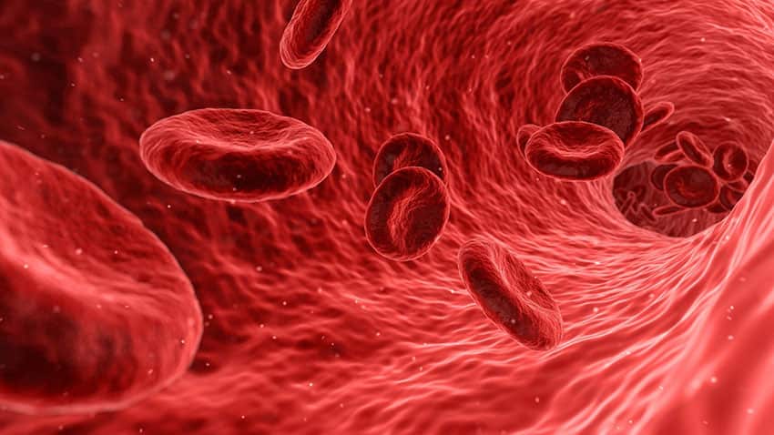 Blood Vessels