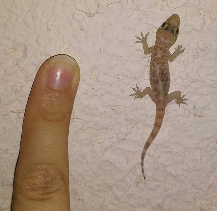 Common house gecko.