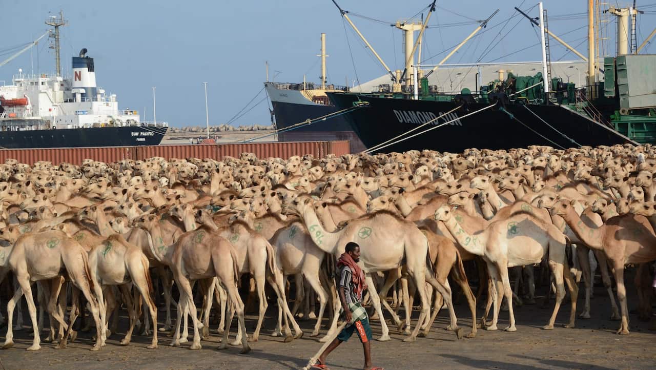 Hundreds of camels wait at Mogadishu's seaport to be exported to Saudi Arabia on March 8, 2013.  AFP PHOTO / Mohamed Abdiwahab        (Photo credit should read Mohamed Abdiwahab/AFP via Getty Images)