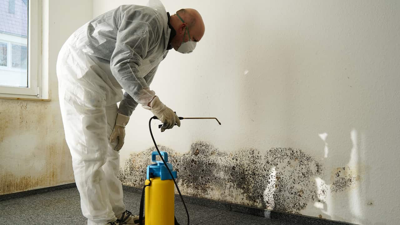 Getting rid of mould could be more difficult than you think_Getty ImagesHeiko Küverling