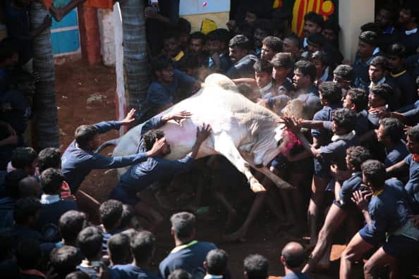 Jallikattu Bull Wrestling