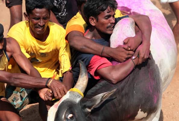 IND: Jallikattu Bull Wrestling