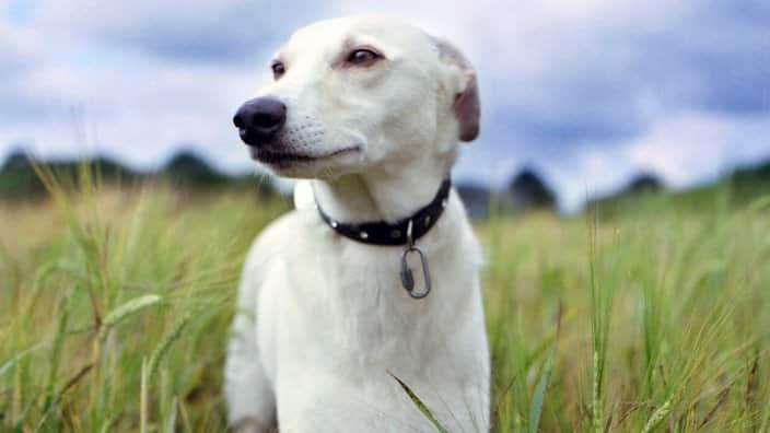 Portrait of Whippet in wheat field