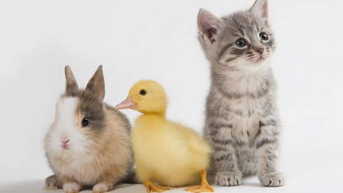 Kitten, duckling, and rabbit, studio shot