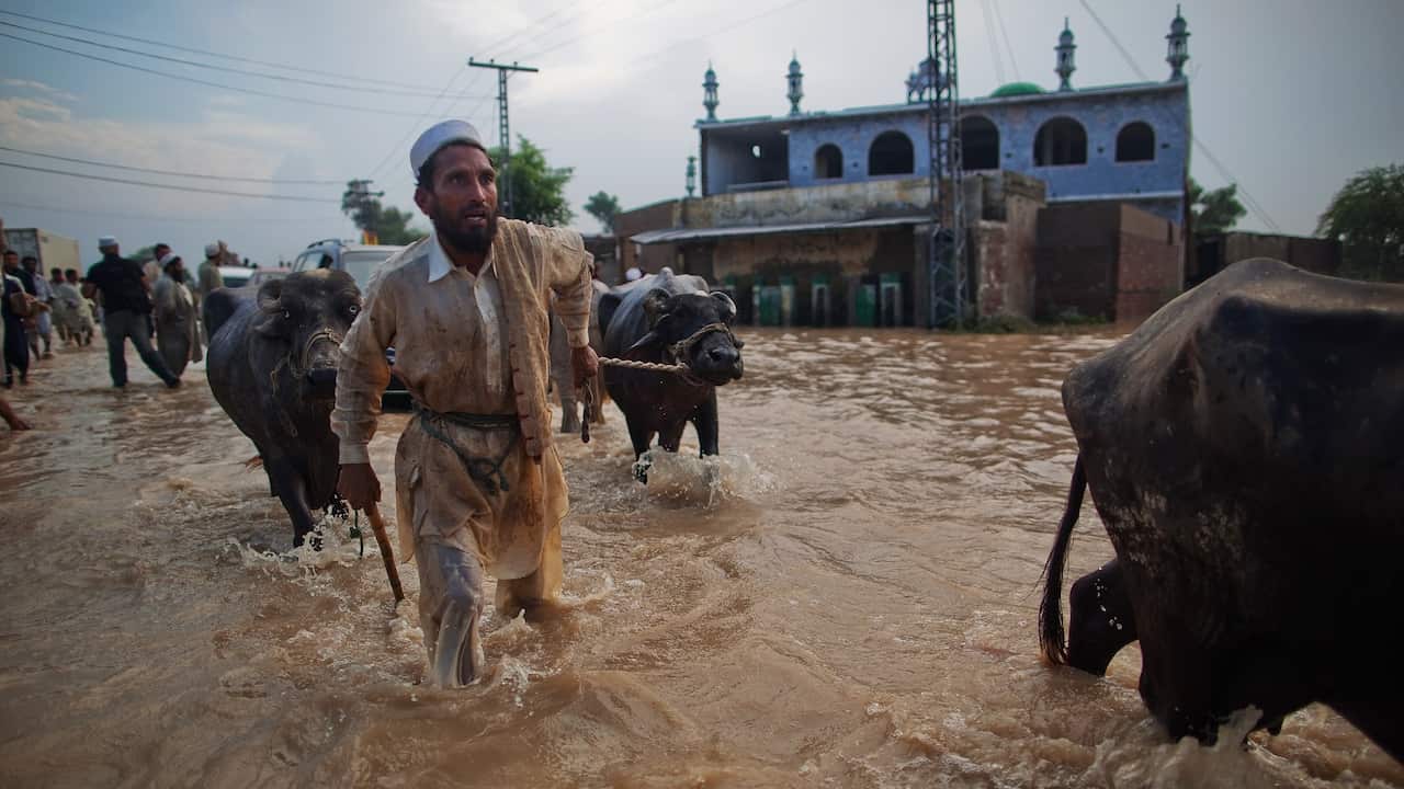 A man leads his water buffalo through a flood affected street on August 1, 2010 in Nowshera, Pakistan