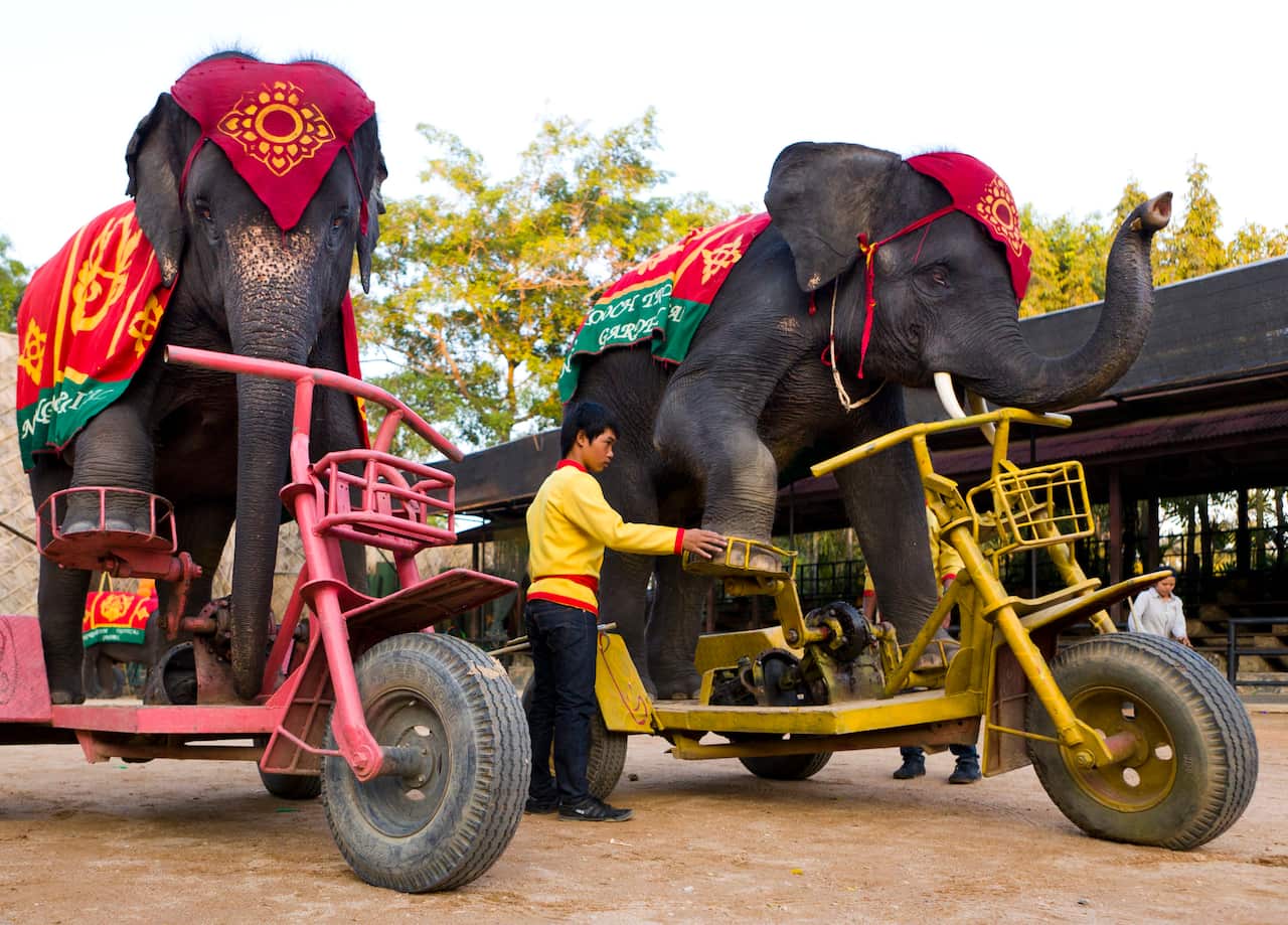 Cycling Elephants Perform In Thailand