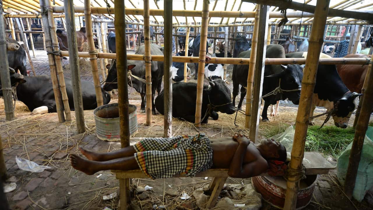 A livestock vendor sleeps among cattle at a market ahead of the Muslim festival Eid al-Adha or the 'Festival of Sacrifice', in Dhaka on July 24, 2020.