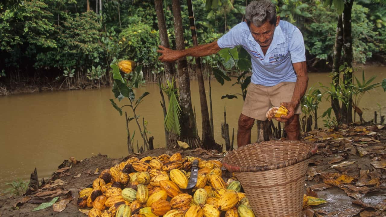 Coco Harvest, Brazil, Amazon, Combu Island, Caboclo Farmer (Mixed Indian And European Race) Harvesting Coco, A good example of sustainable farming in the Amazon