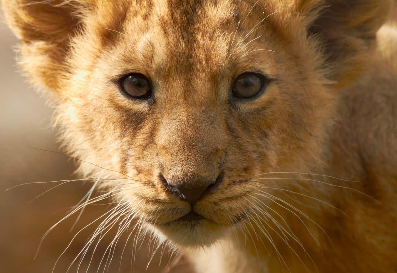 Lion cub, portrait