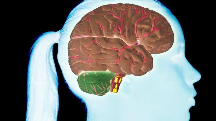 Teen girl's brain