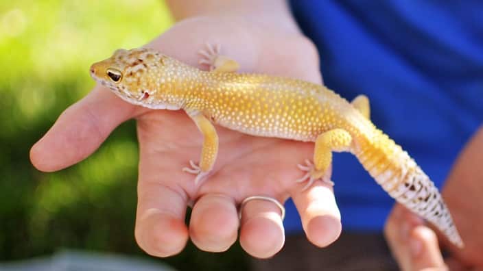 Orange Pet Leopard Gecko Lizard