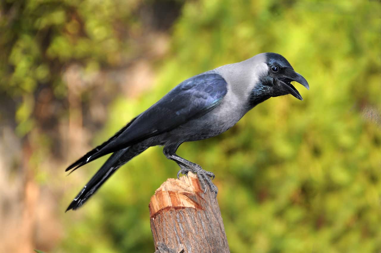 Indian Crow